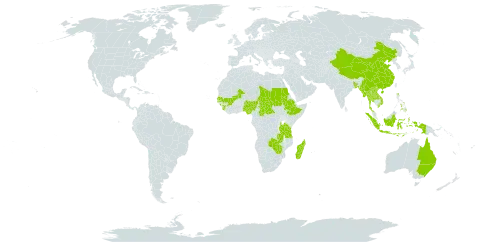 Aristida cumingiana world distribution map, present in Australia, Bangladesh, Central African Republic, China, Ethiopia, Guinea, Indonesia, Lao People's Democratic Republic, Madagascar, Mali, Myanmar, Nigeria, Nepal, Philippines, Sudan, Senegal, Sierra Leone, Chad, Thailand, Tanzania, United Republic of, Viet Nam, Zambia, and Zimbabwe