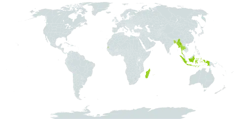 Aristida setacea world distribution map, present in Andorra, Bangladesh, Indonesia, Madagascar, Myanmar, Mauritius, Réunion, Seychelles, and Thailand