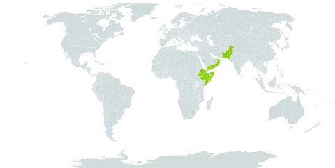 Aristida triticoides world distribution map, present in Ethiopia, Oman, Pakistan, Somalia, and Yemen