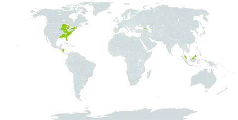 Aristida tuberculosa world distribution map, present in Åland Islands, Micronesia (Federated States of), Georgia, Malaysia, Nicaragua, and United States of America