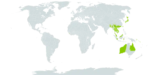 Aristolochia acuminata world distribution map, present in Australia, Bangladesh, Bhutan, China, Indonesia, India, Japan, Cambodia, Lao People's Democratic Republic, Sri Lanka, Myanmar, Malaysia, Nepal, Philippines, Papua New Guinea, Solomon Islands, Thailand, Taiwan, Province of China, and Viet Nam