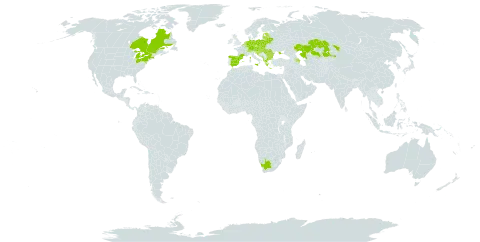 Aristolochia clematitis world distribution map, present in Albania, Austria, Azerbaijan, Belgium, Bulgaria, Bosnia and Herzegovina, Belarus, Canada, Switzerland, Czech Republic, Germany, Spain, Estonia, France, United Kingdom of Great Britain and Northern Ireland, Greece, Croatia, Hungary, Italy, Kazakhstan, Liechtenstein, Lithuania, Luxembourg, Latvia, North Macedonia, Montenegro, Netherlands, Poland, Romania, Serbia, Slovakia, Slovenia, Ukraine, United States of America, and South Africa