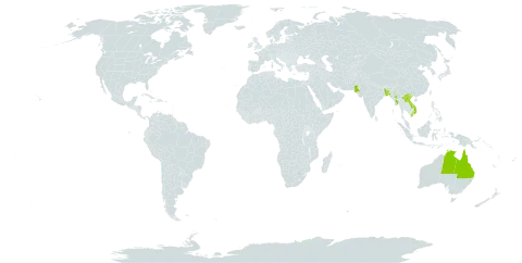 Aristolochia indica world distribution map, present in Australia, Bangladesh, India, Lao People's Democratic Republic, Myanmar, Nepal, Pakistan, and Viet Nam