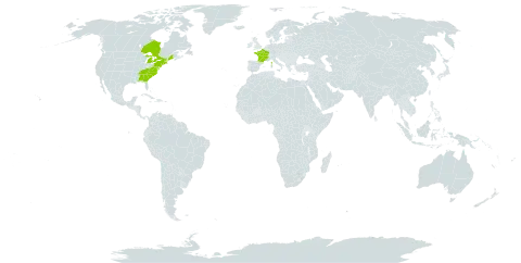 Aristolochia macrophylla world distribution map, present in Canada, France, and United States of America