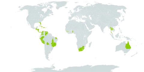 Aristolochia ringens world distribution map, present in Australia, Benin, Bolivia (Plurinational State of), Brazil, Colombia, Costa Rica, Cuba, Dominican Republic, Guinea, Guadeloupe, Guatemala, Honduras, Haiti, Jamaica, Sri Lanka, Montserrat, Nicaragua, Panama, Peru, Puerto Rico, El Salvador, Thailand, United States of America, Venezuela (Bolivarian Republic of), and South Africa