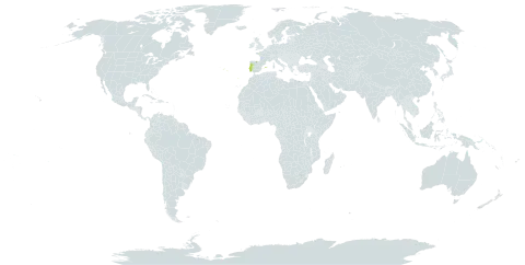 Armeria genesiana subsp. belmontei world distribution map, present in Spain and Portugal