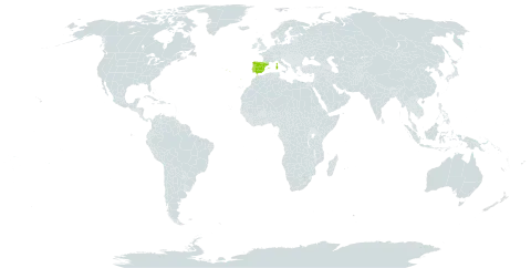 Armeria pungens world distribution map, present in Spain, France, Italy, and Portugal