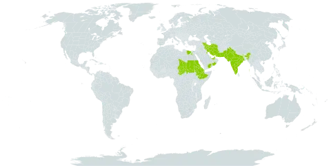 Arnebia hispidissima world distribution map, present in United Arab Emirates, Bahrain, Djibouti, Egypt, Eritrea, Ethiopia, India, Iran (Islamic Republic of), Israel, Kuwait, Oman, Pakistan, Qatar, Saudi Arabia, Sudan, Chad, and Yemen