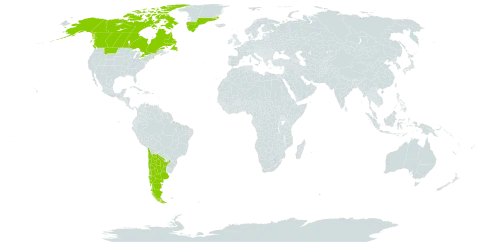 Arnica angustifolia subsp. angustifolia world distribution map, present in Argentina, Canada, Chile, Greenland, and United States of America