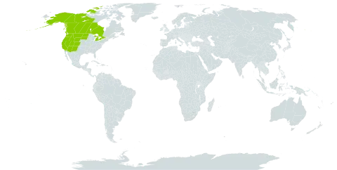 Arnica cordifolia world distribution map, present in Canada and United States of America