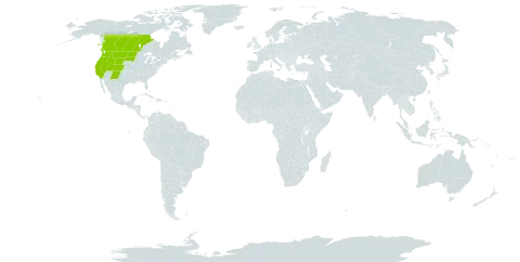 Arnica fulgens world distribution map, present in Canada and United States of America