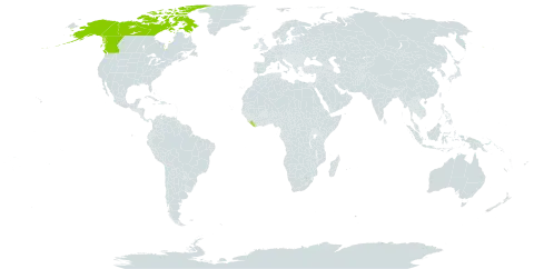 Arnica griscomii subsp. frigida world distribution map, present in Canada, Liberia, and United States of America