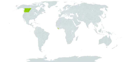 Arnica louiseana world distribution map, present in Canada and Liberia