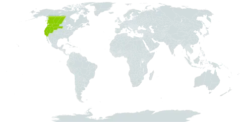 Arnica sororia world distribution map, present in Canada and United States of America