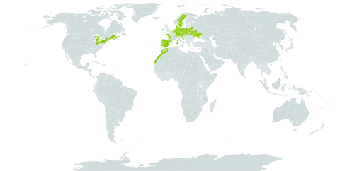 Arnoseris minima world distribution map, present in Austria, Belgium, Belarus, Canada, Switzerland, Czech Republic, Germany, Denmark, Spain, France, United Kingdom of Great Britain and Northern Ireland, Croatia, Italy, Luxembourg, Morocco, Moldova (Republic of), Netherlands, Poland, Portugal, Slovakia, Slovenia, Sweden, Ukraine, and United States of America