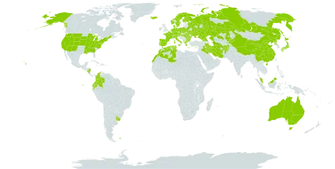 Arrhenatherum world distribution map, present in Afghanistan, Åland Islands, Albania, Australia, Austria, Bulgaria, Belarus, Switzerland, China, Colombia, Cyprus, Czech Republic, Germany, Denmark, Algeria, Ecuador, Spain, Finland, Falkland Islands (Malvinas), France, Micronesia (Federated States of), Georgia, Greece, Hungary, Ireland, Iran (Islamic Republic of), Iraq, Iceland, Italy, Japan, Kazakhstan, Kyrgyzstan, Morocco, Malaysia, Nicaragua, Netherlands, Norway, Palau, Poland, Korea (Democratic People's Republic of), Portugal, Réunion, Romania, Russian Federation, Sweden, Turks and Caicos Islands, Turkmenistan, Tunisia, Ukraine, Uruguay, and United States of America