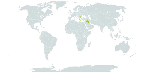 Arrhenatherum palaestinum world distribution map, present in Bulgaria, Greece, Iraq, Palau, and Turks and Caicos Islands