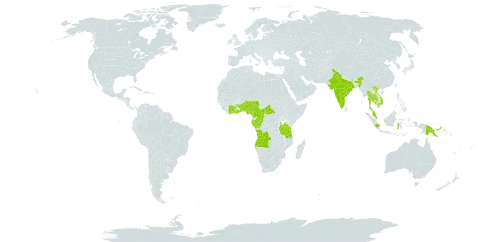 Artanema longifolium world distribution map, present in Angola, Benin, Central African Republic, Côte d'Ivoire, Cameroon, Congo, Gabon, Ghana, Indonesia, India, Cambodia, Sri Lanka, Myanmar, Malaysia, Nigeria, Philippines, Papua New Guinea, Togo, Thailand, Tanzania, United Republic of, Uganda, and Viet Nam