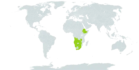 Artemisia afra world distribution map, present in Angola, Botswana, Ethiopia, Lesotho, Namibia, eSwatini, South Africa, Zambia, and Zimbabwe