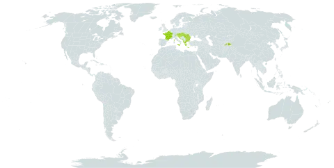 Artemisia alba subsp. alba world distribution map, present in Albania, Andorra, Austria, Belgium, Bulgaria, Bosnia and Herzegovina, Spain, France, Greece, Croatia, Hungary, Italy, North Macedonia, Malta, Montenegro, Romania, Serbia, Slovakia, Slovenia, and Tajikistan