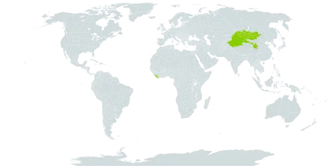 Artemisia argyrophylla world distribution map, present in China, Liberia, and Mongolia