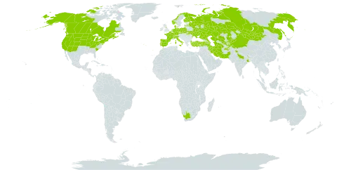 Artemisia biennis world distribution map, present in Afghanistan, Armenia, Azerbaijan, Belgium, Canada, Switzerland, China, Czech Republic, Germany, Denmark, Spain, Finland, France, United Kingdom of Great Britain and Northern Ireland, India, Iran (Islamic Republic of), Italy, Kazakhstan, Kyrgyzstan, Latvia, Mongolia, Netherlands, Norway, Nepal, Pakistan, Poland, Portugal, Russian Federation, Tajikistan, Turkmenistan, Turkey, Ukraine, United States of America, Uzbekistan, and South Africa