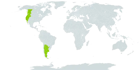 Artemisia douglasiana world distribution map, present in Argentina, Canada, Mexico, and United States of America