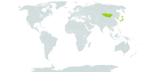 Artemisia gmelinii var. incana world distribution map, present in Japan, Mongolia, and Korea (Democratic People's Republic of)