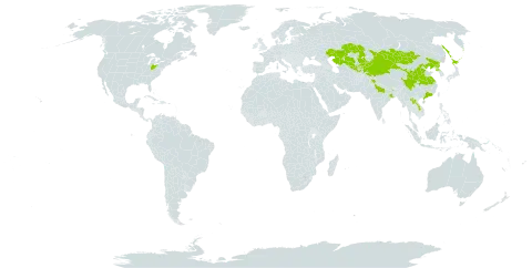 Artemisia gmelinii world distribution map, present in China, India, Japan, Kazakhstan, Kyrgyzstan, Lao People's Democratic Republic, Mongolia, Nepal, Pakistan, Korea (Democratic People's Republic of), Russian Federation, Tajikistan, United States of America, and Uzbekistan