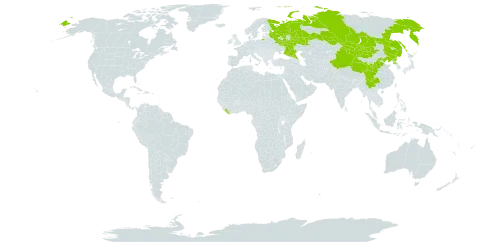 Artemisia leucophylla world distribution map, present in China, Liberia, Mongolia, Korea (Democratic People's Republic of), and Russian Federation