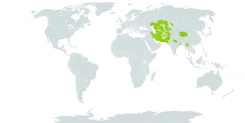 Artemisia persica world distribution map, present in Afghanistan, China, India, Iran (Islamic Republic of), Kazakhstan, Kyrgyzstan, Myanmar, Pakistan, Tajikistan, Turkmenistan, and Uzbekistan