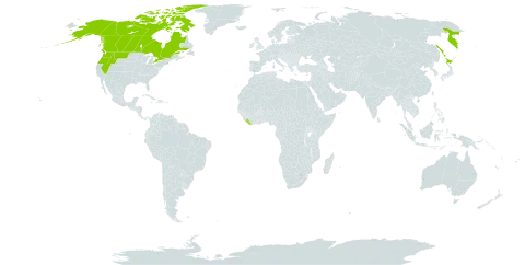 Artemisia tilesii world distribution map, present in Canada, Japan, Liberia, Russian Federation, and United States of America