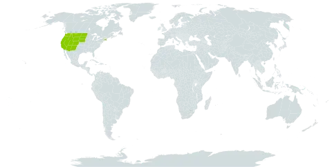 Artemisia tridentata world distribution map, present in United States of America