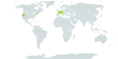 Artemisia umbelliformis world distribution map, present in Austria, Switzerland, Germany, Spain, France, Italy, Liechtenstein, and United States of America