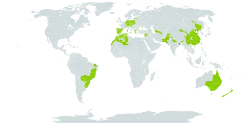 Artemisia verlotiorum world distribution map, present in Albania, Andorra, Argentina, Armenia, Australia, Austria, Belgium, Bosnia and Herzegovina, Brazil, Switzerland, China, Czech Republic, Germany, Algeria, Spain, France, United Kingdom of Great Britain and Northern Ireland, Greece, Croatia, India, Italy, Lebanon, Liechtenstein, Latvia, Morocco, Mauritius, Nepal, New Zealand, Pakistan, Poland, Portugal, Paraguay, Réunion, Slovakia, Slovenia, Syrian Arab Republic, Turkmenistan, Taiwan, Province of China, Ukraine, and Uruguay