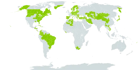 Artemisia vulgaris subsp. vulgaris world distribution map, present in Afghanistan, Albania, Andorra, Armenia, Austria, Azerbaijan, Belgium, Bulgaria, Bosnia and Herzegovina, Belarus, Brazil, Canada, Switzerland, China, Colombia, Costa Rica, Cuba, Czech Republic, Germany, Denmark, Algeria, Spain, Estonia, Finland, Fiji, France, Micronesia (Federated States of), United Kingdom of Great Britain and Northern Ireland, Georgia, Greece, Greenland, Guatemala, Guam, Honduras, Croatia, Haiti, Hungary, Iran (Islamic Republic of), Italy, Japan, Kazakhstan, Kyrgyzstan, Cambodia, Lao People's Democratic Republic, Liberia, Liechtenstein, Lithuania, Luxembourg, Latvia, Moldova (Republic of), Maldives, North Macedonia, Myanmar, Montenegro, Mongolia, Northern Mariana Islands, Netherlands, Norway, Palau, Poland, Portugal, Romania, Russian Federation, Serbia, Slovakia, Slovenia, Sweden, Tajikistan, Tunisia, Turkey, Ukraine, United States of America, Uzbekistan, Viet Nam, and South Africa