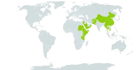 Arthraxon prionodes world distribution map, present in Afghanistan, China, Djibouti, Eritrea, Ethiopia, Kenya, Myanmar, Nepal, Oman, Pakistan, Saudi Arabia, Sudan, Somalia, Thailand, Tanzania, United Republic of, Uganda, Viet Nam, and Yemen