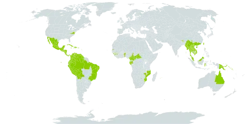 Artocarpus altilis world distribution map, present in American Samoa, Antigua and Barbuda, Australia, Benin, Belize, Bolivia (Plurinational State of), Brazil, Brunei Darussalam, Bhutan, Central African Republic, China, Cameroon, Cook Islands, Colombia, Costa Rica, Cuba, Dominica, Dominican Republic, Ecuador, Fiji, Micronesia (Federated States of), Gabon, Guinea, Guadeloupe, Equatorial Guinea, Guatemala, Guam, Guyana, Honduras, Haiti, Indonesia, India, Jamaica, Cambodia, Kiribati, Lao People's Democratic Republic, Saint Lucia, Sri Lanka, Maldives, Mexico, Marshall Islands, Myanmar, Northern Mariana Islands, Mozambique, Montserrat, Martinique, Mauritius, Malaysia, Nicaragua, Niue, Nepal, Nauru, Panama, Pitcairn, Peru, Philippines, Palau, Papua New Guinea, Puerto Rico, Réunion, Singapore, Solomon Islands, El Salvador, Sao Tome and Principe, Seychelles, Thailand, Tokelau, Tonga, Trinidad and Tobago, Tuvalu, Taiwan, Province of China, Uruguay, United States of America, Venezuela (Bolivarian Republic of), Viet Nam, and Samoa