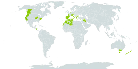 Arum italicum world distribution map, present in Albania, Australia, Austria, Bulgaria, Canada, Switzerland, Cyprus, Algeria, Spain, France, Greece, Iraq, Italy, Morocco, Nicaragua, Netherlands, New Zealand, Portugal, Turks and Caicos Islands, Tunisia, and United States of America