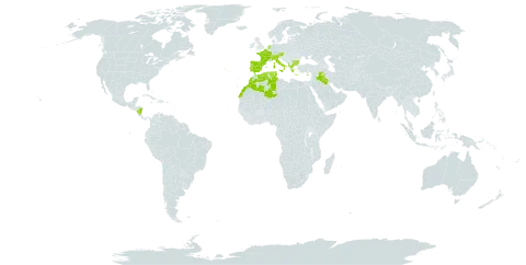 Arum italicum subsp. italicum world distribution map, present in Albania, Austria, Bulgaria, Switzerland, Cyprus, Algeria, Spain, France, Greece, Iraq, Italy, Morocco, Nicaragua, Netherlands, Portugal, Turks and Caicos Islands, and Tunisia