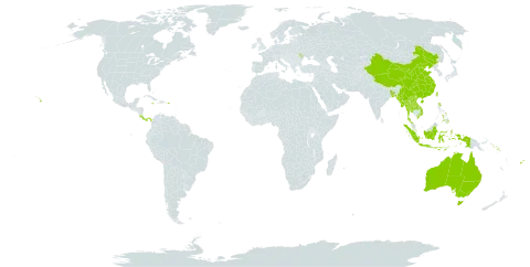 Arundina world distribution map, present in Australia, Bangladesh, China, Costa Rica, Fiji, Indonesia, Jamaica, Lao People's Democratic Republic, Moldova (Republic of), Myanmar, Nepal, Panama, Philippines, Puerto Rico, Réunion, Solomon Islands, Thailand, Taiwan, Province of China, United States of America, and Viet Nam