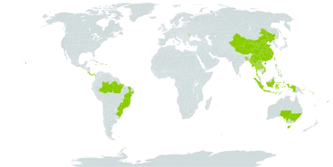 Arundina graminifolia world distribution map, present in Australia, Bangladesh, Brazil, China, Costa Rica, Fiji, Indonesia, Jamaica, Lao People's Democratic Republic, Moldova (Republic of), Myanmar, Nepal, Panama, Philippines, Puerto Rico, Réunion, Solomon Islands, Thailand, Taiwan, Province of China, United States of America, and Viet Nam