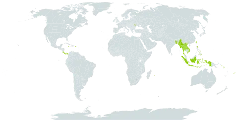 Arundina graminifolia subsp. graminifolia world distribution map, present in Bangladesh, Costa Rica, Fiji, Indonesia, Jamaica, Lao People's Democratic Republic, Moldova (Republic of), Myanmar, Nepal, Panama, Philippines, Puerto Rico, Réunion, Solomon Islands, Thailand, Taiwan, Province of China, and Viet Nam