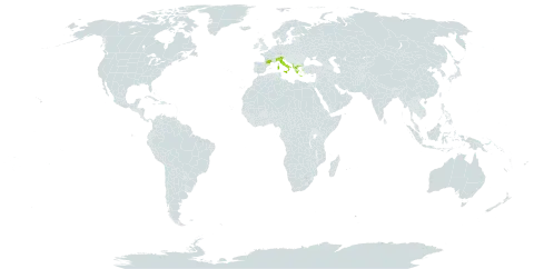 Arundo plinii world distribution map, present in Albania, France, Greece, and Italy