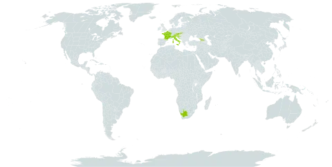 Asarum caucasicum world distribution map, present in Austria, France, Georgia, Croatia, Italy, Slovakia, Slovenia, and South Africa