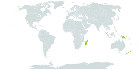 Ascarina world distribution map, present in Madagascar, New Zealand, Philippines, Papua New Guinea, and Solomon Islands