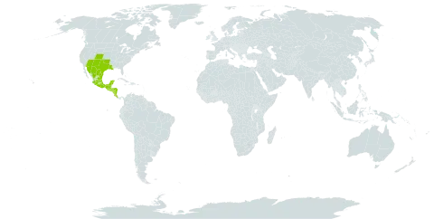 Asclepias oenotheroides world distribution map, present in Costa Rica, Guatemala, Honduras, Mexico, Nicaragua, El Salvador, and United States of America