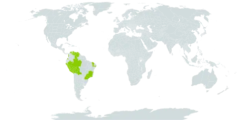 Asemeia acuminata world distribution map, present in Bolivia (Plurinational State of), Brazil, Colombia, Peru, and Venezuela (Bolivarian Republic of)