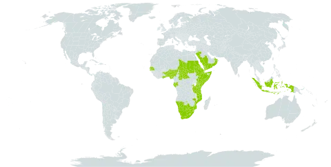 Asparagus africanus var. africanus world distribution map, present in Benin, Burkina Faso, Botswana, Central African Republic, Djibouti, Eritrea, Ethiopia, Gabon, Ghana, Gambia, Indonesia, Kenya, Lesotho, Mozambique, Namibia, Nigeria, Oman, Rwanda, Saudi Arabia, Sudan, Senegal, Somalia, eSwatini, Chad, Togo, Tanzania, United Republic of, Uganda, Yemen, and South Africa