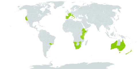 Asparagus asparagoides world distribution map, present in Australia, Brazil, Spain, Ethiopia, France, Italy, Kenya, Lesotho, Namibia, Norfolk Island, New Zealand, Portugal, eSwatini, Tanzania, United Republic of, Uganda, United States of America, South Africa, and Zimbabwe